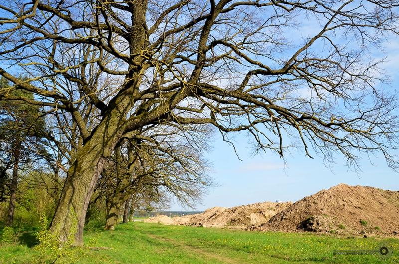 Будпляцоўка каля румлёўскай дубровы: ці ёсць падстава турбавацца? (спойлер: ёсць) Будпляцоўка каля румлёўскай дубровы: ці ёсць падстава турбавацца? (спойлер: ёсць)