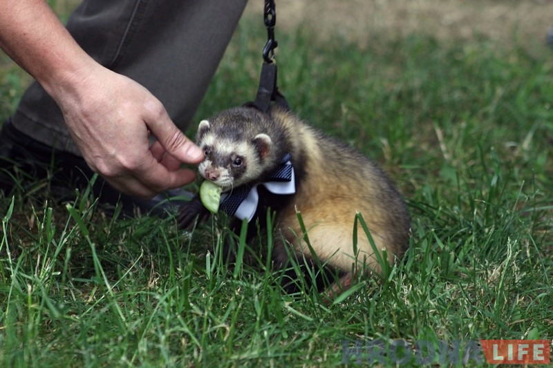 "Сабакі з катамі і побач не стаяць". У парку Жылібера знаёмілі гродзенцаў з тхарамі "Сабакі з катамі і побач не стаяць". У парку Жылібера знаёмілі гродзенцаў з тхарамі
