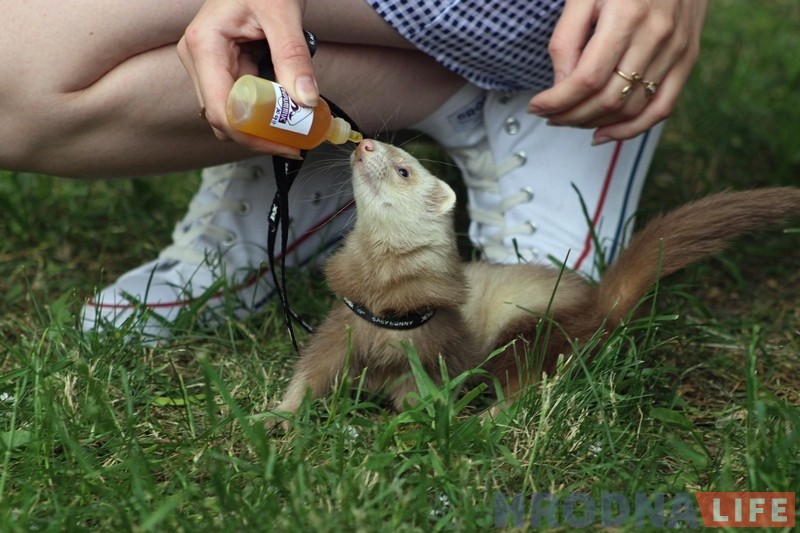 "Сабакі з катамі і побач не стаяць". У парку Жылібера знаёмілі гродзенцаў з тхарамі "Сабакі з катамі і побач не стаяць". У парку Жылібера знаёмілі гродзенцаў з тхарамі