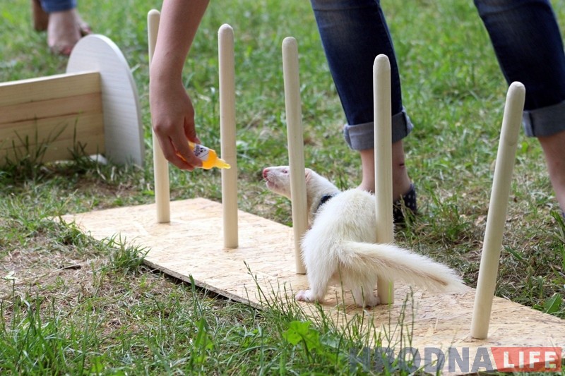 "Сабакі з катамі і побач не стаяць". У парку Жылібера знаёмілі гродзенцаў з тхарамі "Сабакі з катамі і побач не стаяць". У парку Жылібера знаёмілі гродзенцаў з тхарамі