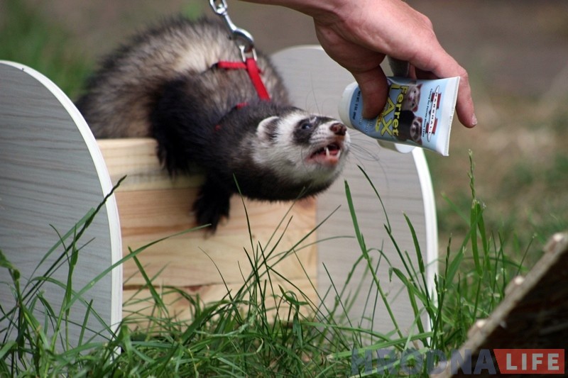 "Сабакі з катамі і побач не стаяць". У парку Жылібера знаёмілі гродзенцаў з тхарамі "Сабакі з катамі і побач не стаяць". У парку Жылібера знаёмілі гродзенцаў з тхарамі