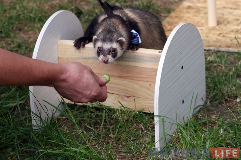 "Сабакі з катамі і побач не стаяць". У парку Жылібера знаёмілі гродзенцаў з тхарамі "Сабакі з катамі і побач не стаяць". У парку Жылібера знаёмілі гродзенцаў з тхарамі