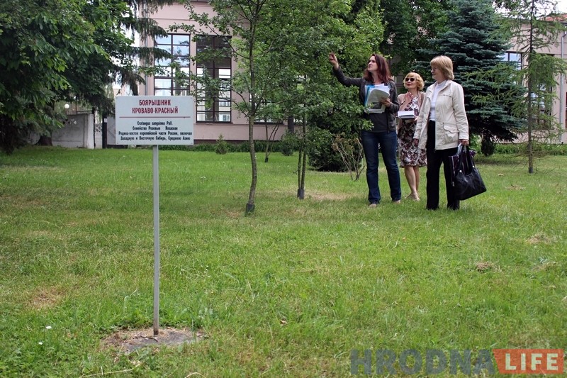 У батанічны сад у парку Жылібера правялі ваду і пачалі перапіс раслін У батанічны сад у парку Жылібера правялі ваду і пачалі перапіс раслін