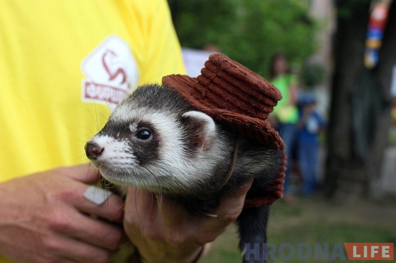 "Сабакі з катамі і побач не стаяць". У парку Жылібера знаёмілі гродзенцаў з тхарамі "Сабакі з катамі і побач не стаяць". У парку Жылібера знаёмілі гродзенцаў з тхарамі