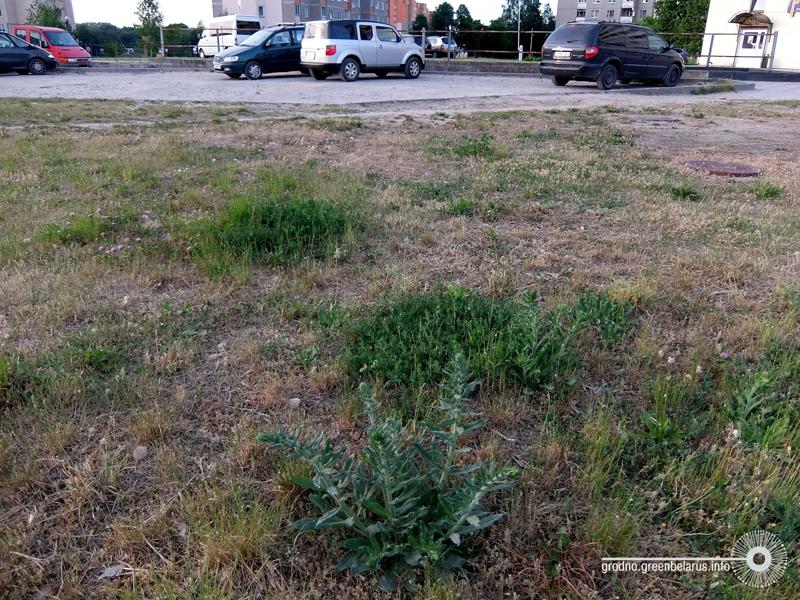 Чаму ў горадзе дрэнна расце трава і навошта яе абавязкова трэба захоўваць