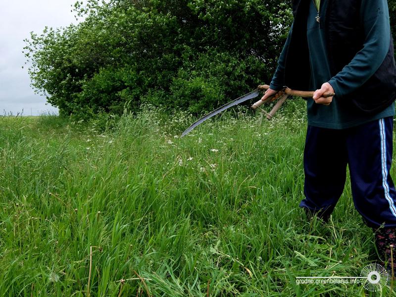 Чаму ў горадзе дрэнна расце трава і навошта яе абавязкова трэба захоўваць