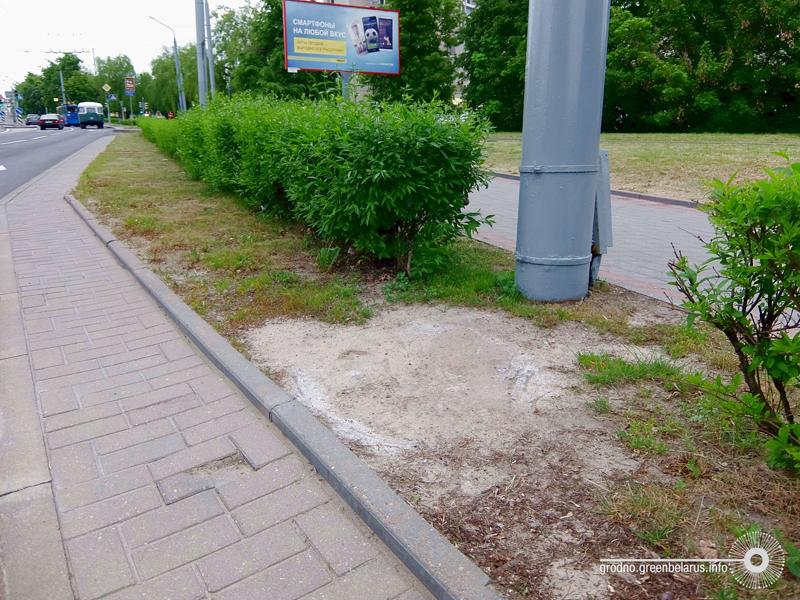 Чаму ў горадзе дрэнна расце трава і навошта яе абавязкова трэба захоўваць