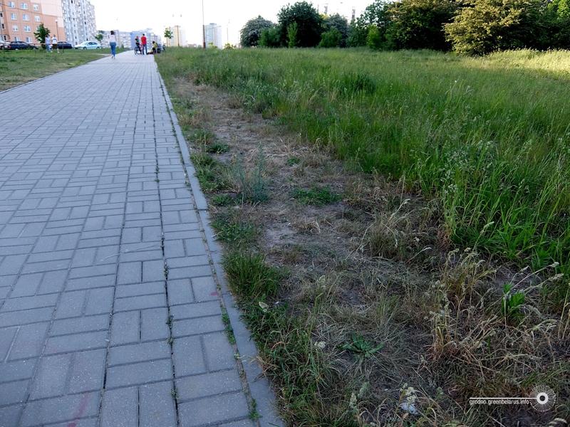 Чаму ў горадзе дрэнна расце трава і навошта яе абавязкова трэба захоўваць