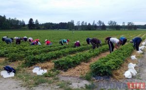 "Пахаць прыходзіцца капітальна, але заробак добры". Гродзенка пра збор клубніц у Фінляндыі