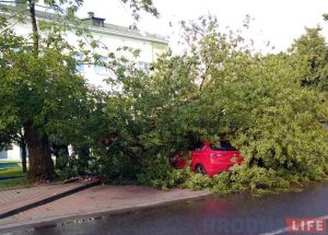 Моцны вецер валіў у Гродне дрэвы: ёсць пашкоджаныя машыны