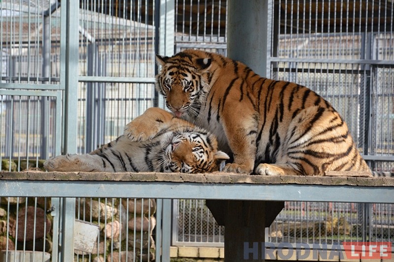 Гродзенскі заапарк развітваецца з маладымі тыграмі і ўжо прымае папаўненне - ягуара