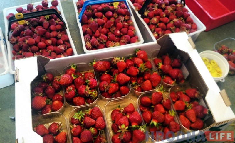 "Пахаць прыходзіцца капітальна, але заробак добры". Гродзенка пра збор клубніц у Фінляндыі