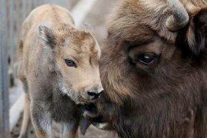 Чаго толькі не ўбачыш у Гродне: у Пышках шпацыруе сабака, які любіць гушкацца на арэлях