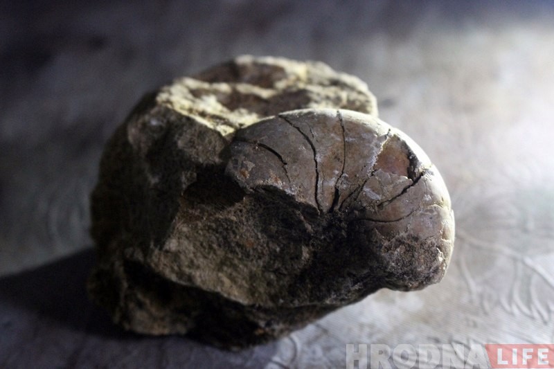 "Идеи опережали одна другую". Гродненец находит древние окаменелости и даёт им вторую жизнь