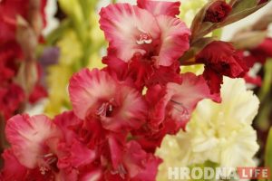 "Аляксандр Лукашэнка пакуль у бутонах". Выстава гладыёлусаў адкрылася ў Гродне