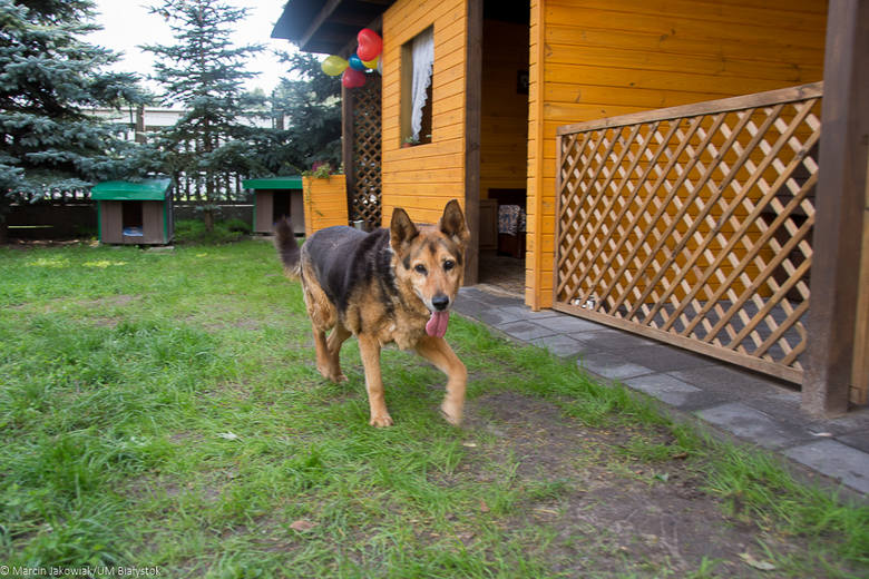 Ці з'явіцца пляцоўка для сабак на Дзевятоўцы? Жыхары раёна гатовы ёй заняцца Ці з'явіцца пляцоўка для сабак на Дзевятоўцы? Жыхары раёна гатовы ёй заняцца