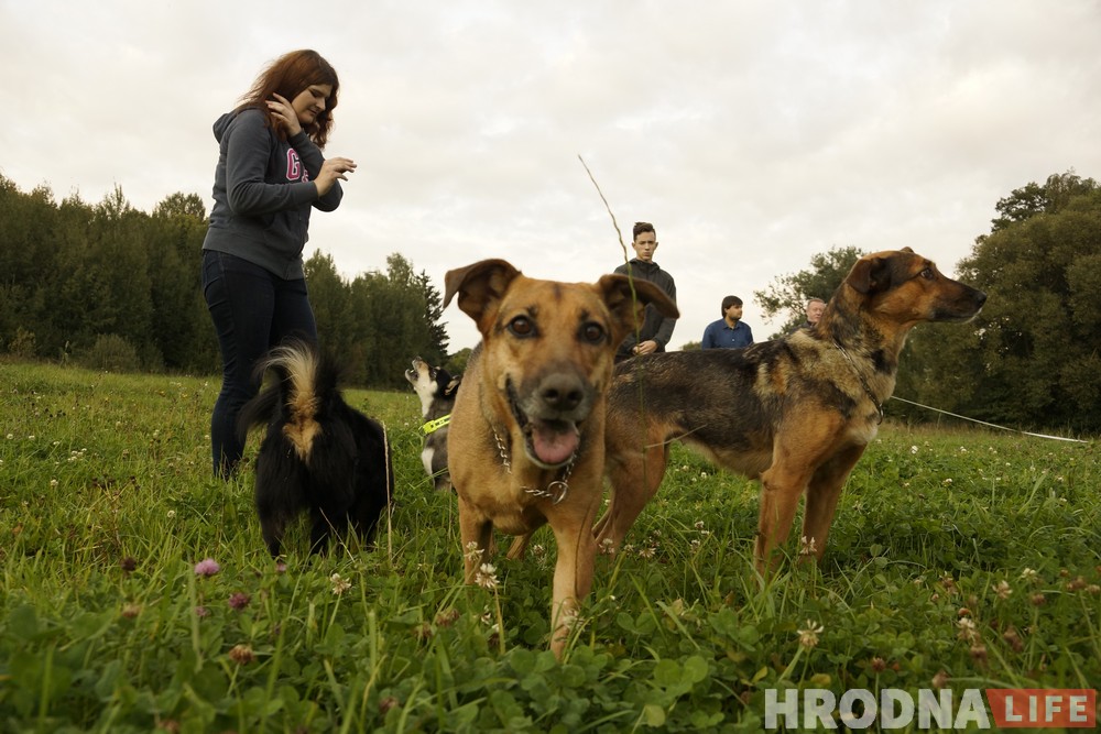 Появится ли площадка для собак на Девятовке? Жители района готовы ей заняться