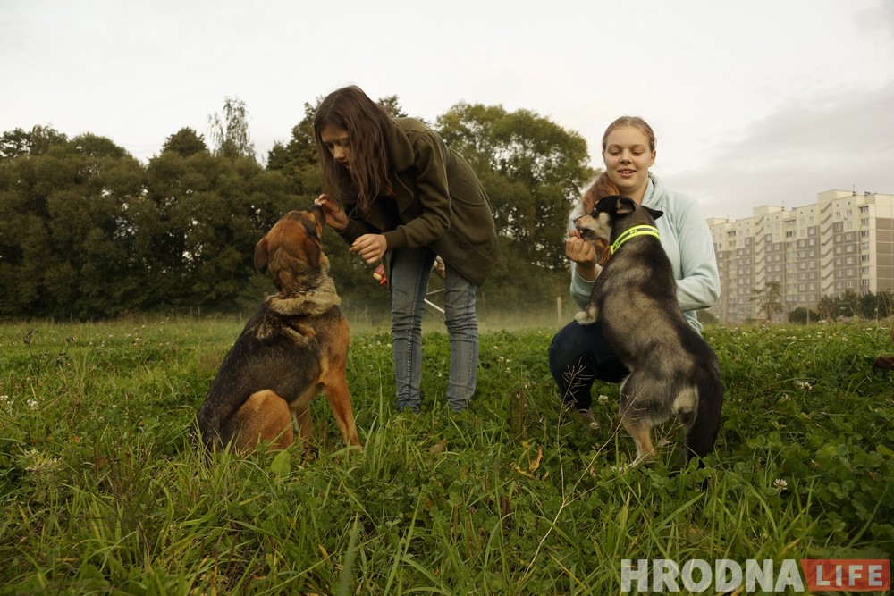 Ці з'явіцца пляцоўка для сабак на Дзевятоўцы? Жыхары раёна гатовы ёй заняцца Ці з'явіцца пляцоўка для сабак на Дзевятоўцы? Жыхары раёна гатовы ёй заняцца