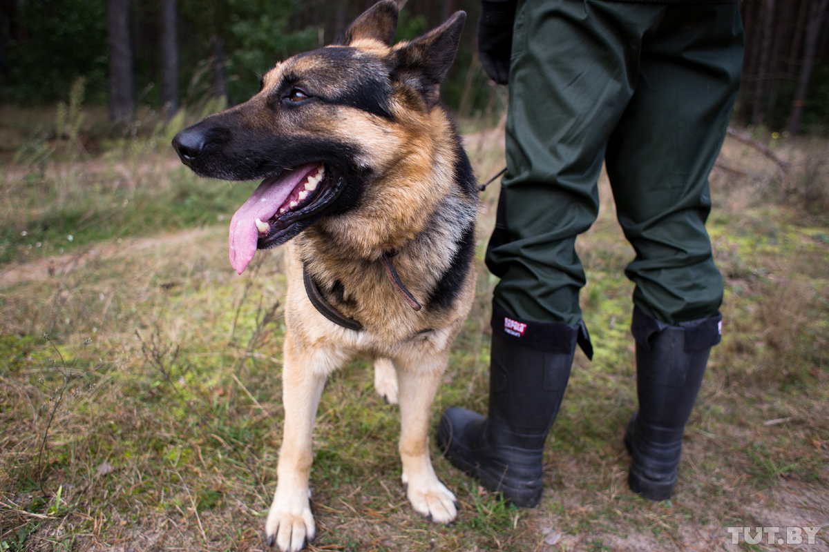 "Паглядзіце - кіламетры людзей". Як у Белавежскай пушчы працягваюць шукаць зніклага хлопчыка "Паглядзіце - кіламетры людзей". Як у Белавежскай пушчы працягваюць шукаць зніклага хлопчыка