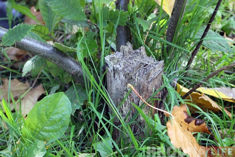 Нечаканая знаходка ў парку Жылібера: на месцы скрадзеных ядомых каштанаў растуць новыя Нечаканая знаходка ў парку Жылібера: на месцы скрадзеных ядомых каштанаў растуць новыя