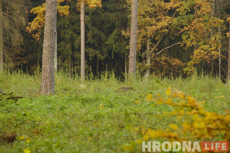 Памятны знак у гонар паўстанцаў Каліноўскага з’явіўся побач з лесам імя Быкава