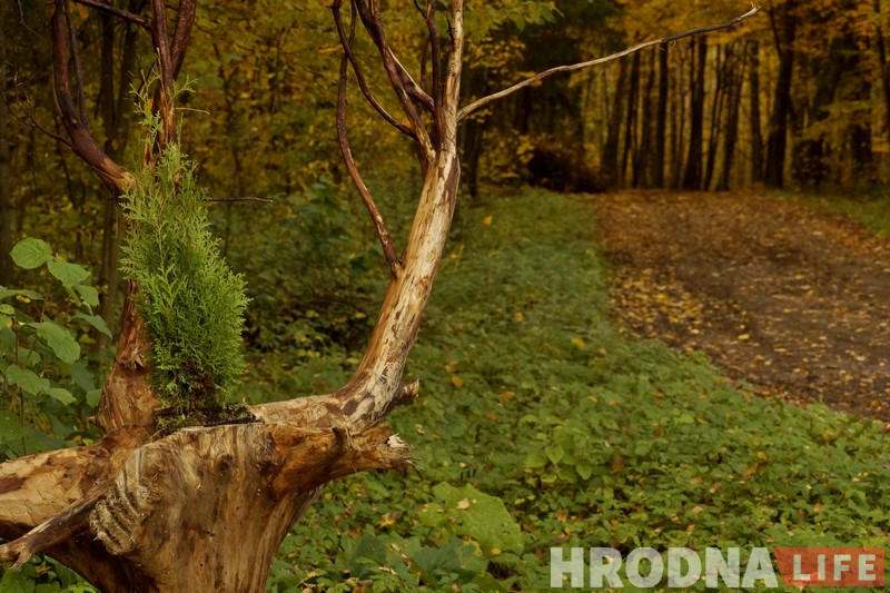 Памятны знак у гонар паўстанцаў Каліноўскага з’явіўся побач з лесам імя Быкава