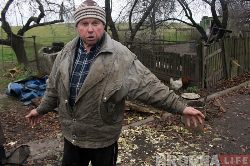 Помста людзям? У Гродне зграя бадзяжных сабак задушыла статак коз