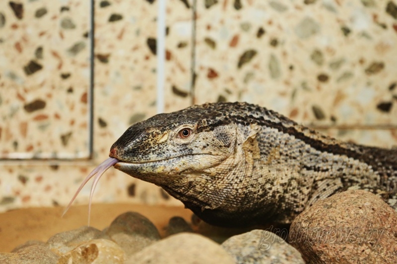 Канфіскаваных мытняй варанаў перадалі Гродзенскаму заапарку (+відэа)