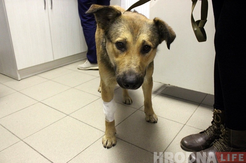 У САГу распавялі, што сабаку на Каліноўскага падстрэлілі не яны