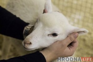 Пяцізоркавая гасцініца ці пакуты? У Гродне адчыніўся кантактны заапарк: разбіраем за і супраць Пяцізоркавая гасцініца ці пакуты? У Гродне адчыніўся кантактны заапарк: разбіраем за і супраць