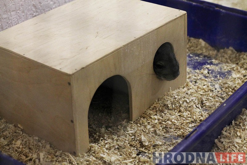 Пяцізоркавая гасцініца ці пакуты? У Гродне адчыніўся кантактны заапарк: разбіраем за і супраць