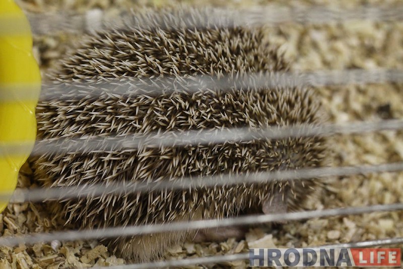 Пяцізоркавая гасцініца ці пакуты? У Гродне адчыніўся кантактны заапарк: разбіраем за і супраць