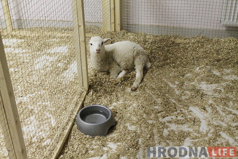 Пяцізоркавая гасцініца ці пакуты? У Гродне адчыніўся кантактны заапарк: разбіраем за і супраць