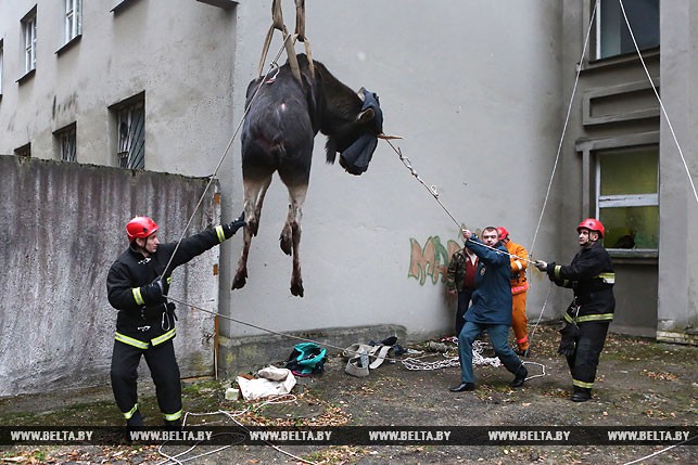 В Гродно с помощью крана спасали провалившегося в яму лося
