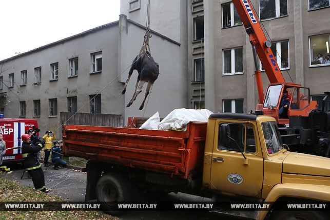 В Гродно с помощью крана спасали провалившегося в яму лося