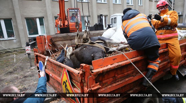 В Гродно с помощью крана спасали провалившегося в яму лося