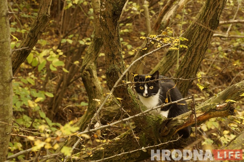 “Не забаўка і не дзіця”. Як выхаваць сабаку-кампаньёна на карысць сабе і людзям
