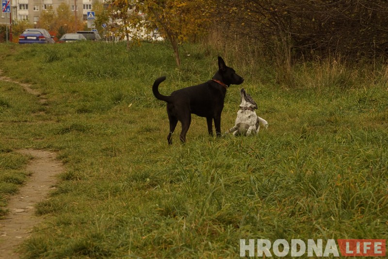 “Не забаўка і не дзіця”. Як выхаваць сабаку-кампаньёна на карысць сабе і людзям