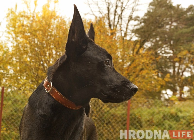 “Не забаўка і не дзіця”. Як выхаваць сабаку-кампаньёна на карысць сабе і людзям