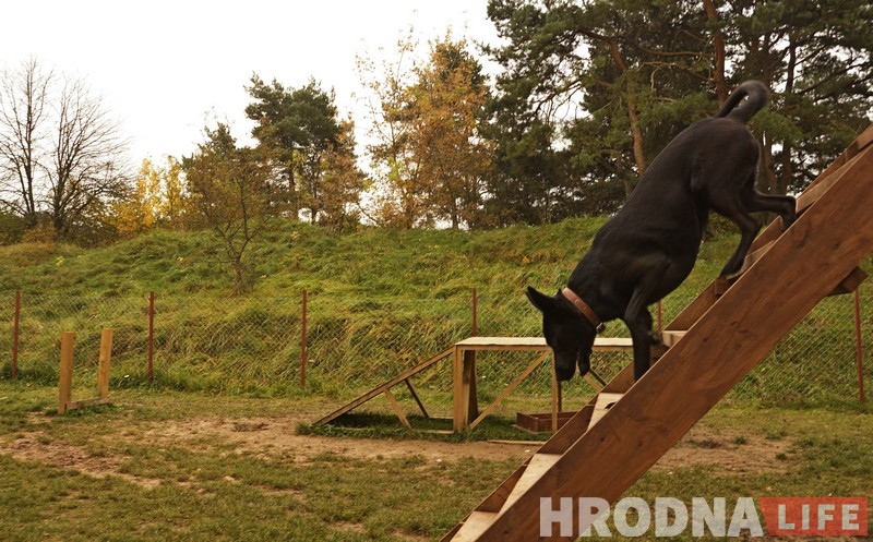 “Не забаўка і не дзіця”. Як выхаваць сабаку-кампаньёна на карысць сабе і людзям Пляцоўка для выгулу сабак у Гродне. Ілюстрацыйнае фота. Архіў Hrodna.life