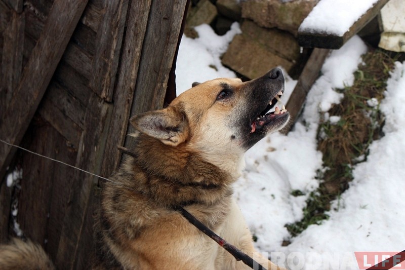 Гродзенец злавіў аднаго са здзічэлых сабак, якія турбуюць гараджан Гродзенец злавіў аднаго са здзічэлых сабак, якія турбуюць гараджан