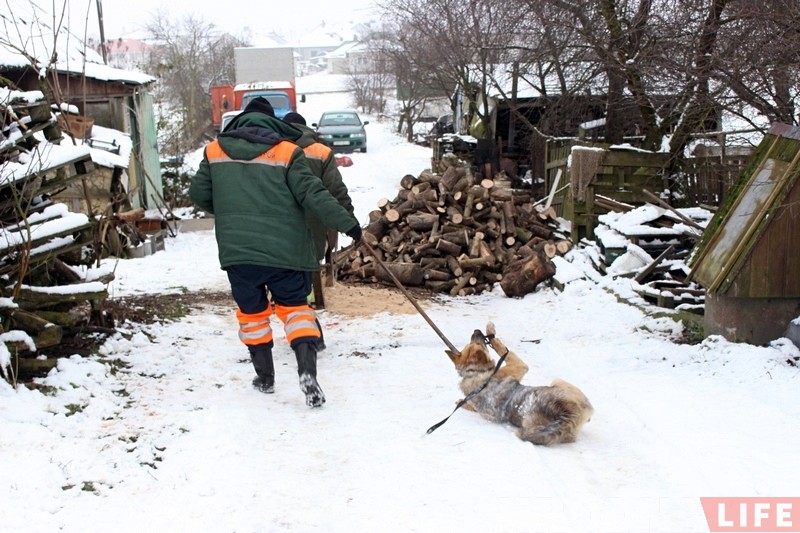 Здзічэлага сабаку, якога злавілі на Старамалышчынскай, усыпілі. САГ: гэта была неабходная мера Здзічэлага сабаку, якога злавілі на Старамалышчынскай, усыпілі. САГ: гэта была неабходная мера