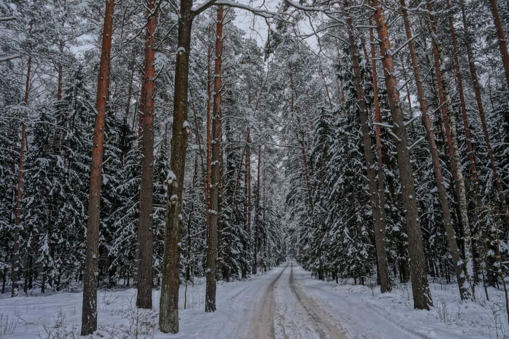 У зону бязвізу ўвойдзе таксама Свіслацкі раён, на тэрыторыі якога знаходзіцца частка Белавежскай пушчы
