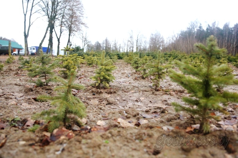Як доўга растуць ялінкі на продаж і ці прапануюць у Гродне блакітныя елкі?