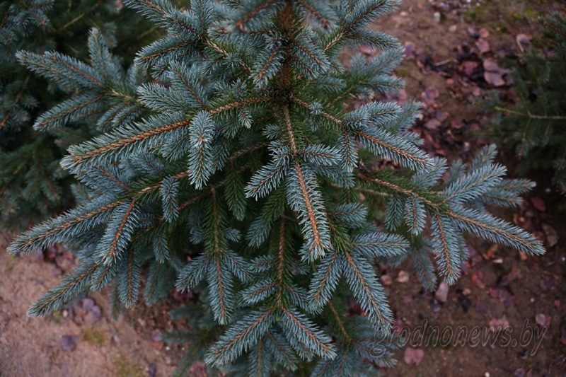 Як доўга растуць ялінкі на продаж і ці прапануюць у Гродне блакітныя елкі?