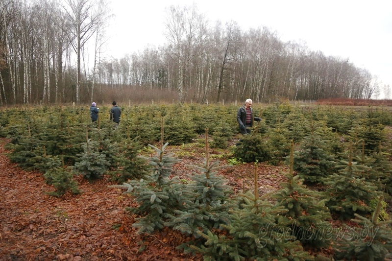 Як доўга растуць ялінкі на продаж і ці прапануюць у Гродне блакітныя елкі?