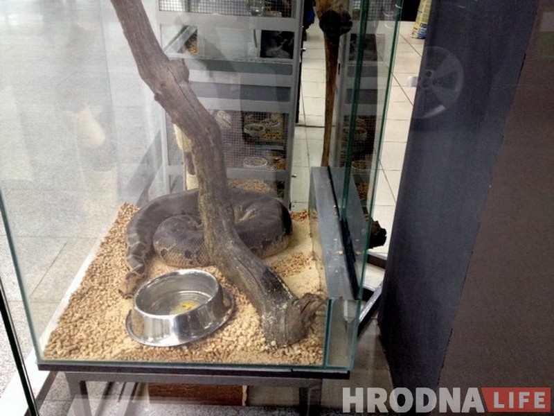 “Пітон не прадаецца”. Дзе ў Гродне набыць змяю і як яе ўтрымліваць?