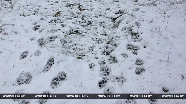 У Белавежскай пушчы гуляе рысь з дзіцянятамі: эколагі чакаюць росту папуляцыі рэдкага звера