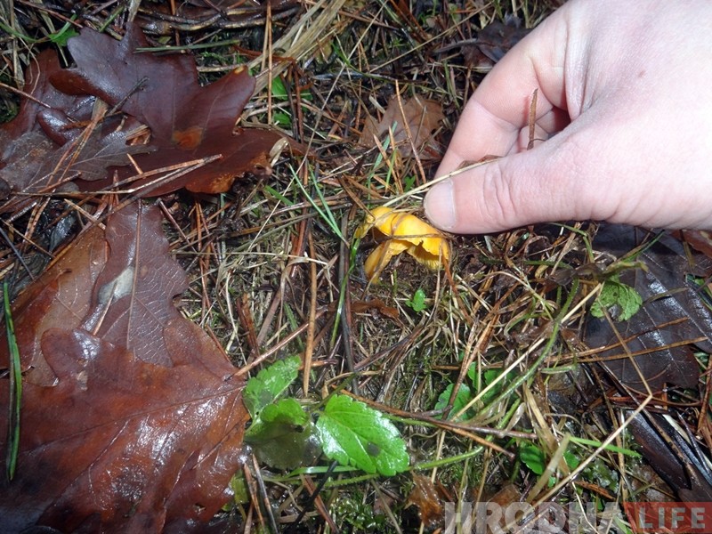 "Такая зіма...". Гродзенец у студзені збірае грыбы на суп "Такая зіма...". Гродзенец у студзені збірае грыбы на суп