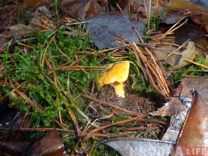 "Такая зіма...". Гродзенец у студзені збірае грыбы на суп "Такая зіма...". Гродзенец у студзені збірае грыбы на суп